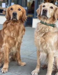 Penelope Chilvers Dog Collar