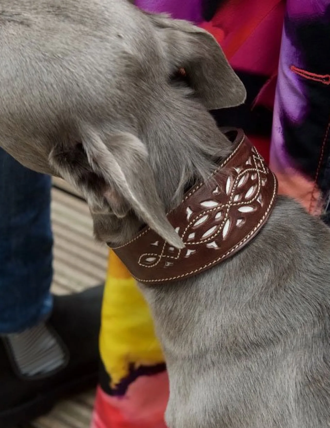 Penelope Chilvers Dog Collar
